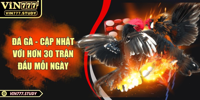 Đá gà - Cập nhật với hơn 30 trận đấu mỗi ngày